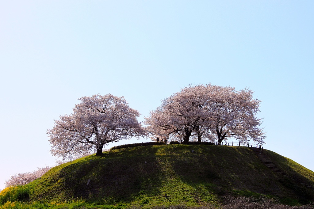 桜