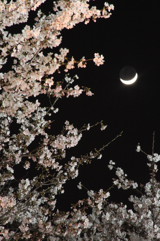 月桜
