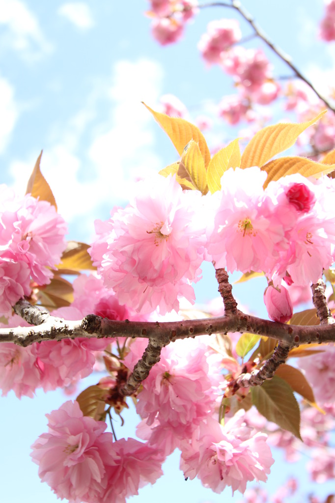 あたたかい日の八重桜