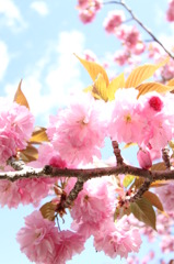 あたたかい日の八重桜