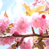 あたたかい日の八重桜