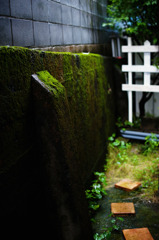 雨と苔