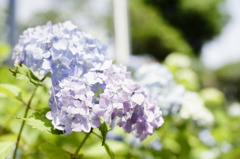 紫陽花