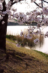hana055