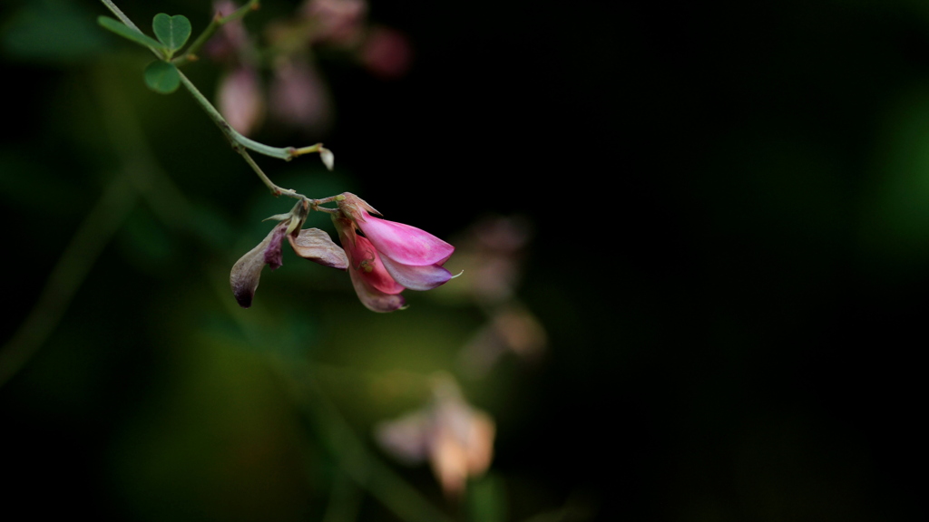 萩の花