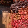 蔦の紅葉