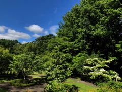 山法師の咲く公園