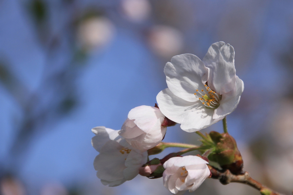 桜　咲く