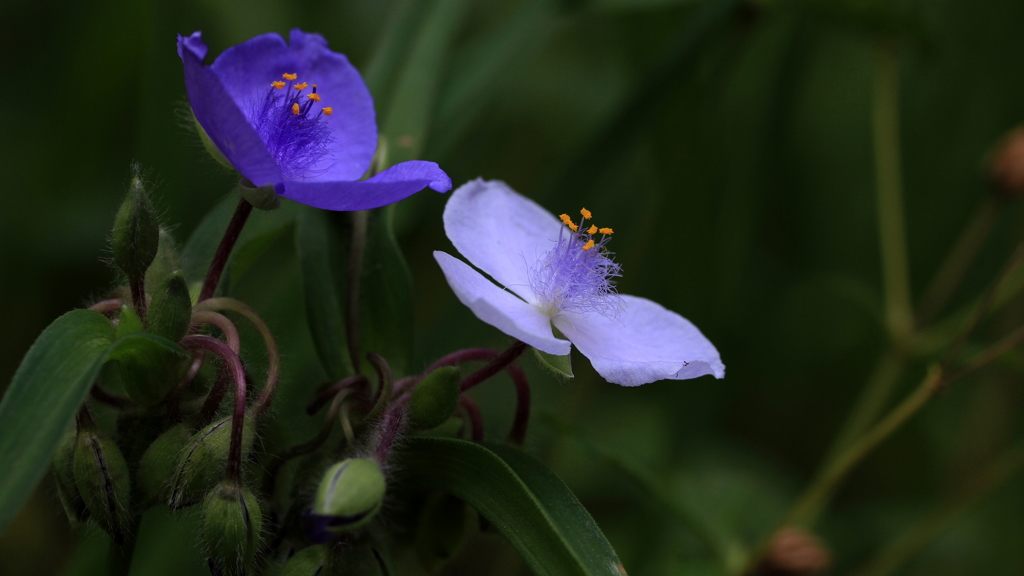 二人芝居