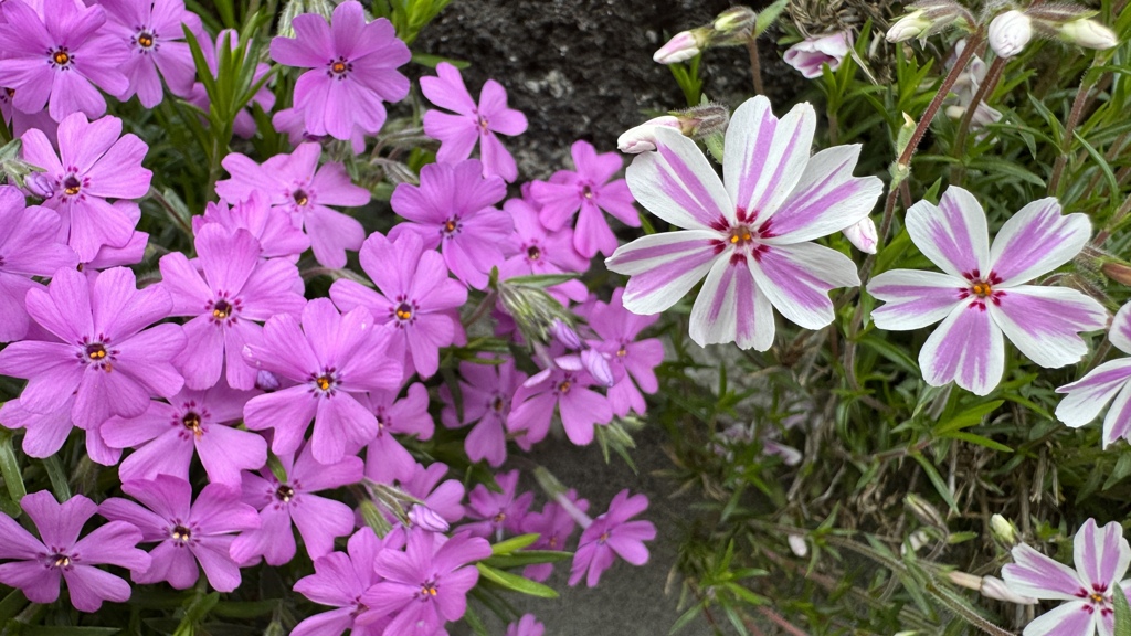 芝桜 ６花弁