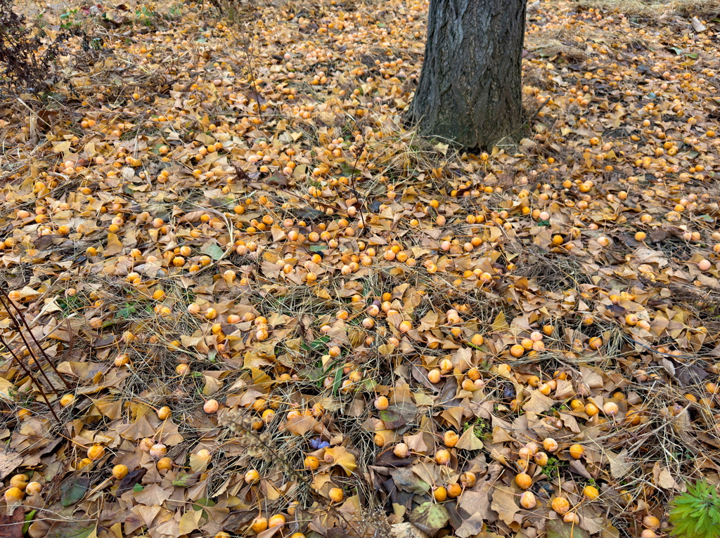 銀杏の実