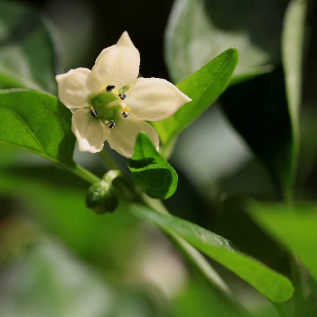 ししとうの花