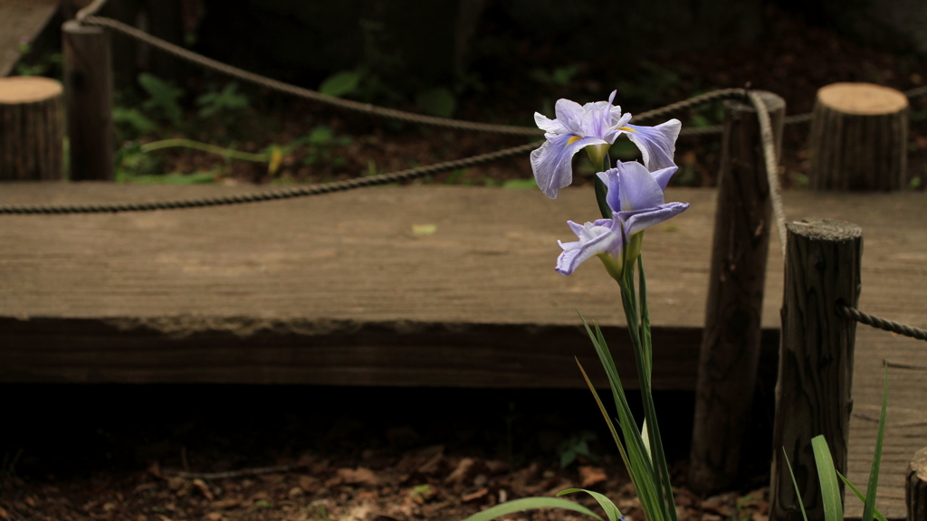 花菖蒲
