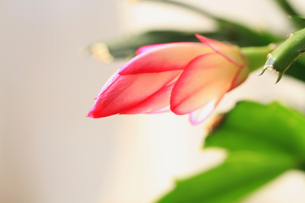 今日の花のご機嫌は