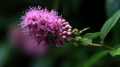 木漏れ日の花火