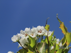 梨の花