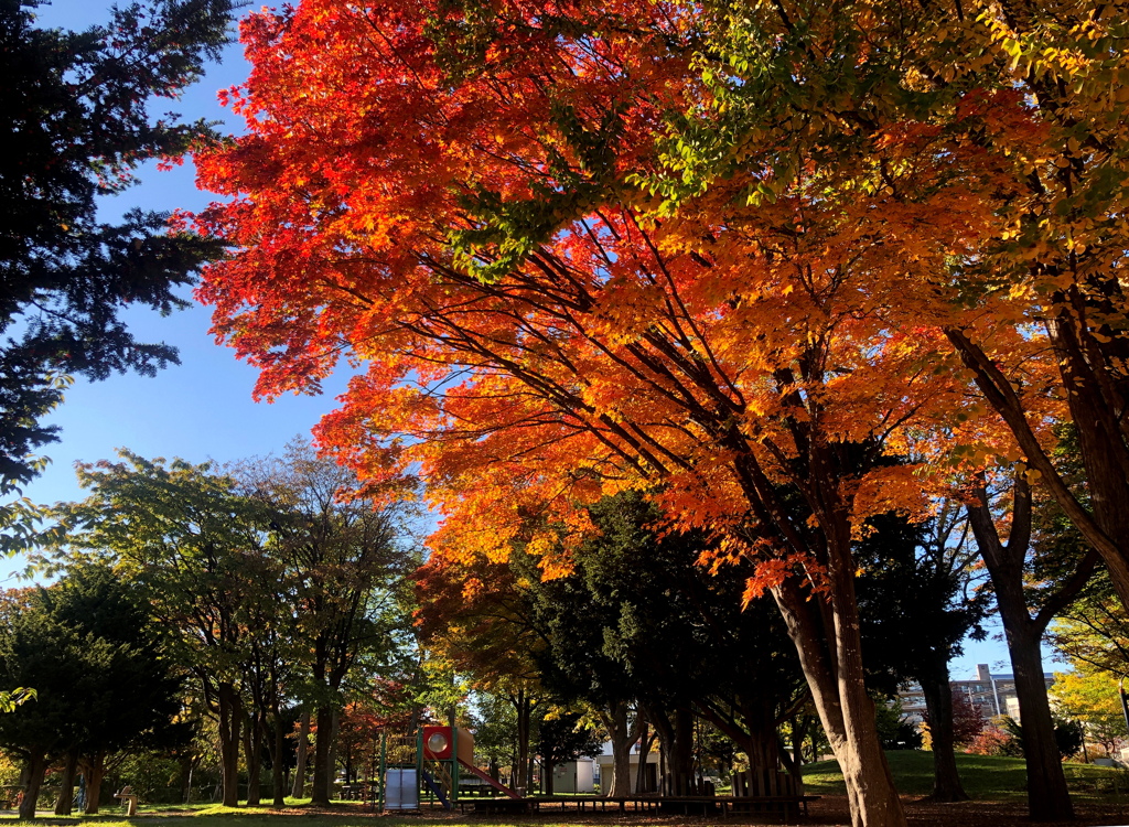 懐かしい紅葉