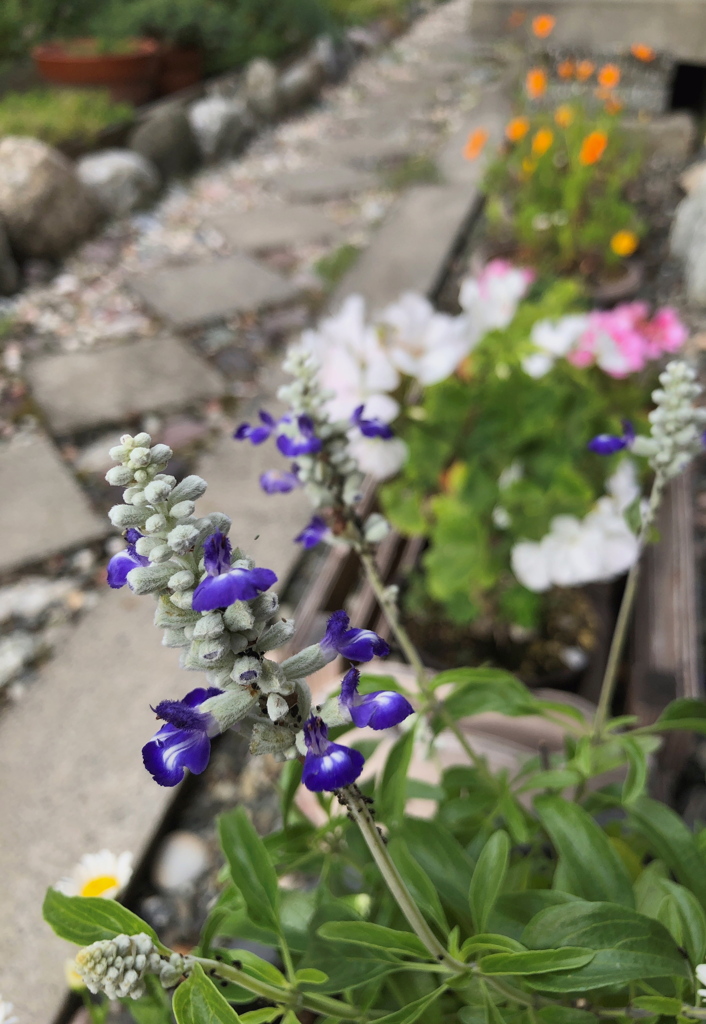 鉢植え並べてみました