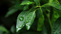 雨上がりの朝