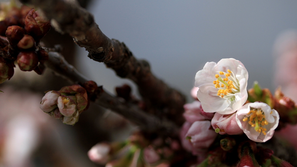 北国にも桜の季節に