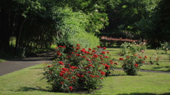 薔薇の咲く公園