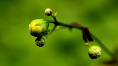 待ち遠しい季節