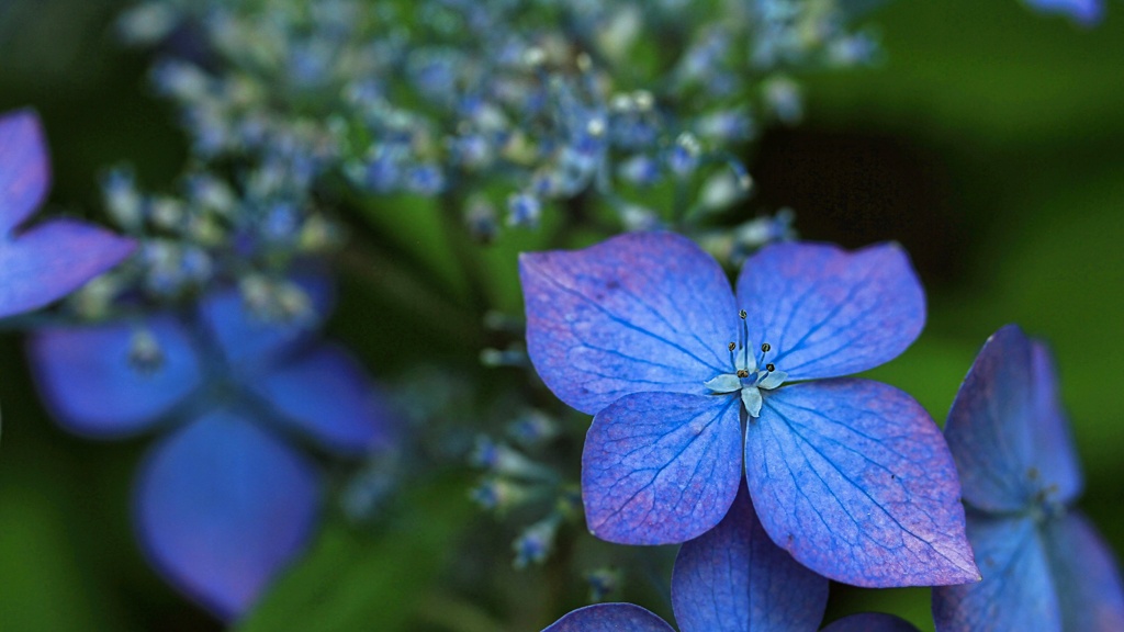 紫陽花