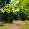 透かされた緑の先