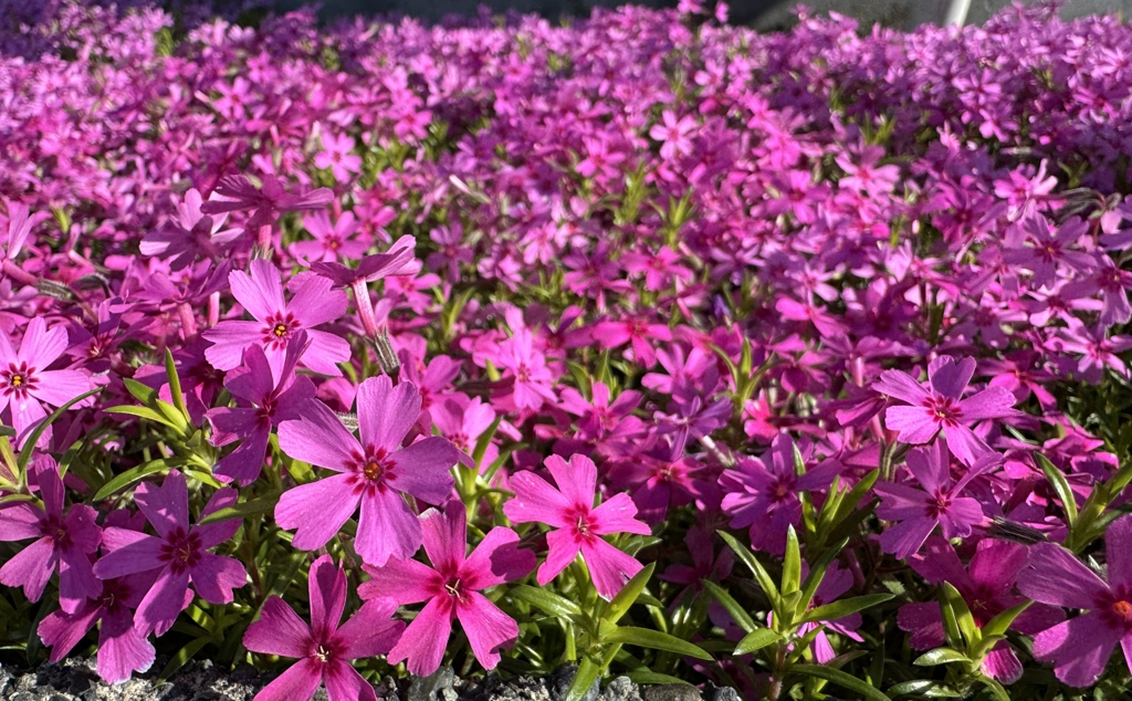 芝桜