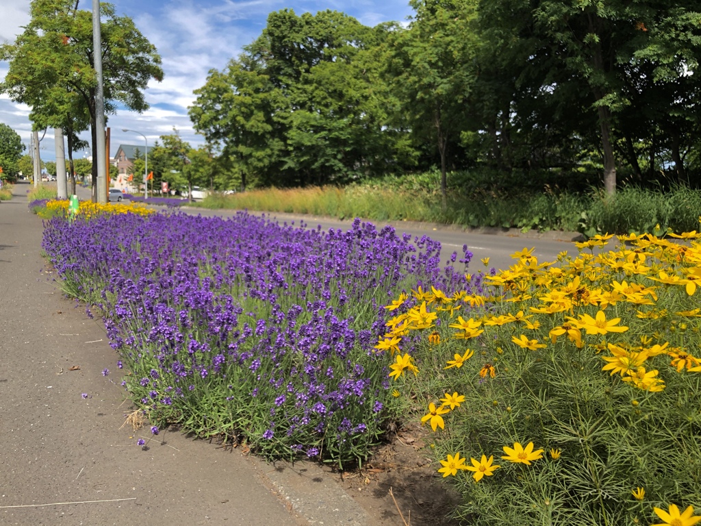 ラベンダー街道　－２