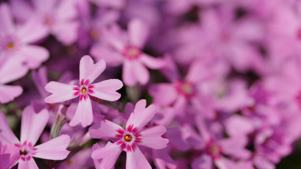 芝桜のサザンクロス