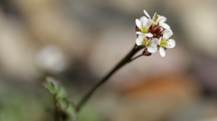 野の花