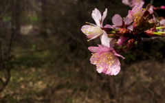 桜北上最前線