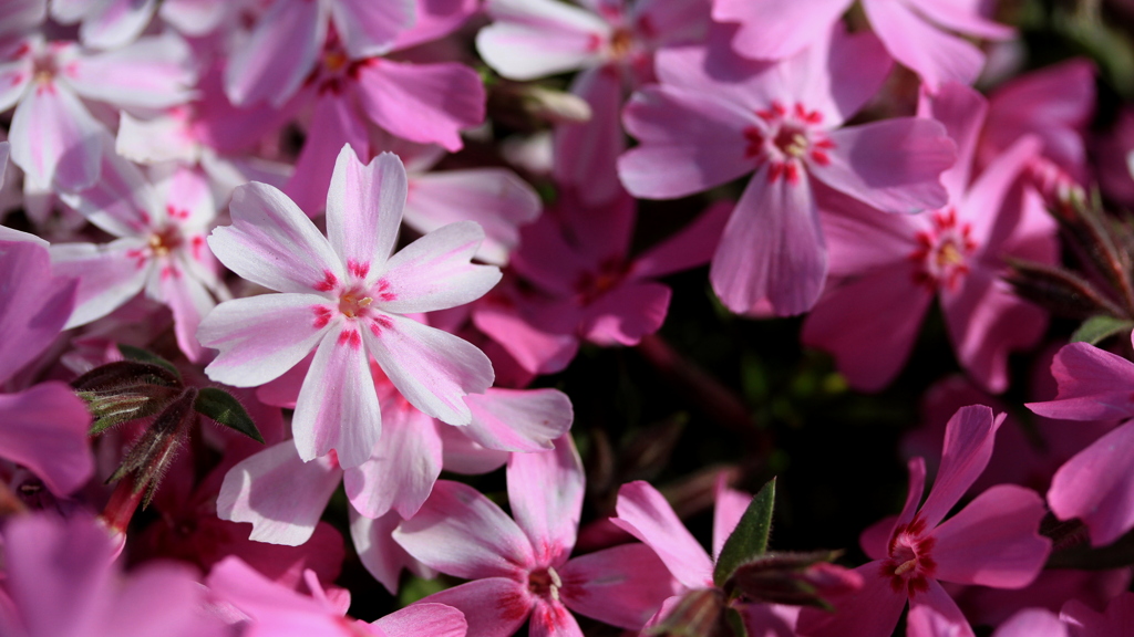 六花の桜　蔵出