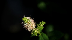 ミントの花