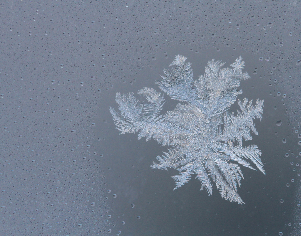 -14℃の花
