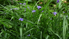 紫露草の森