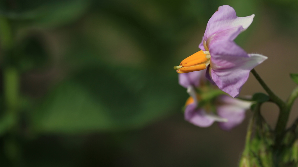 じゃがいもの花