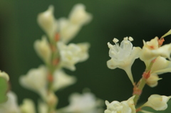 イタドリの花