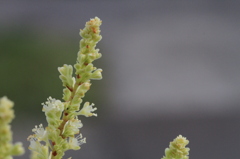 何の花かな？