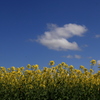 菜の花 -3