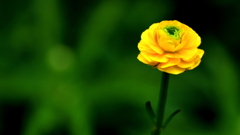 今年も、宜しくお願い致します。