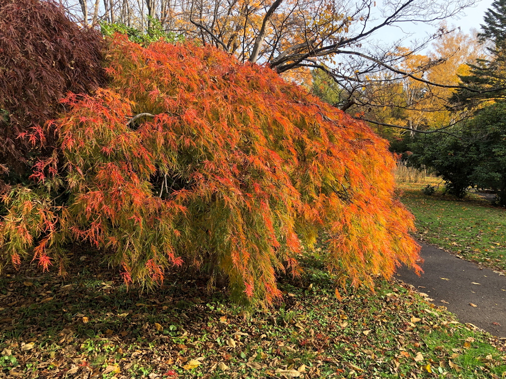 秋の枝垂れ
