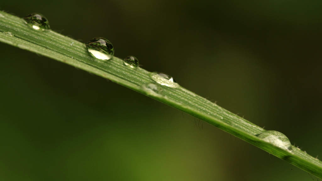 雨上がりの朝は