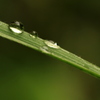 雨上がりの朝は