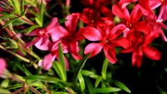 芝桜 ６花弁