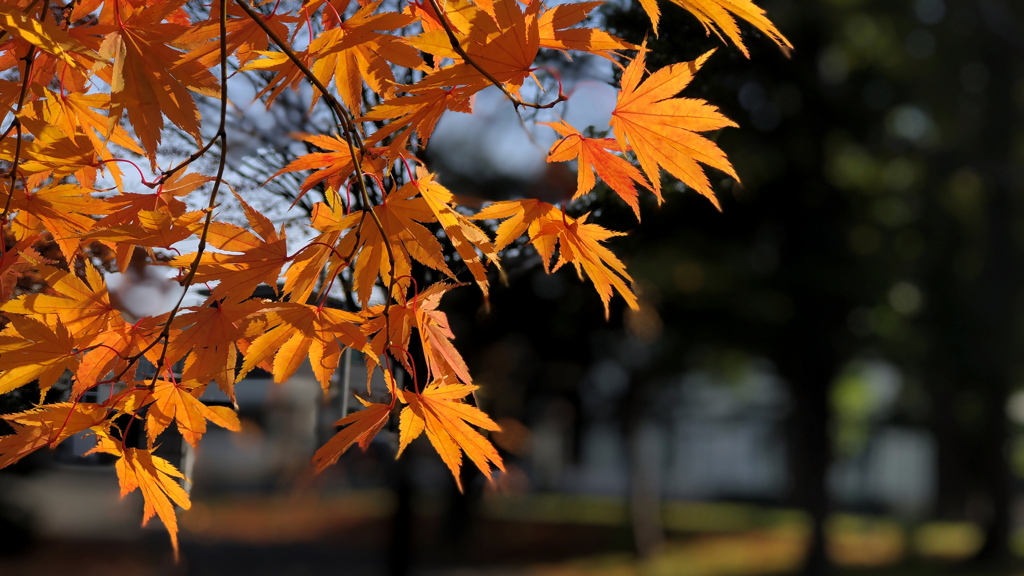 黄紅葉