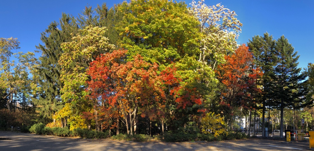 紅葉の寄せ植え