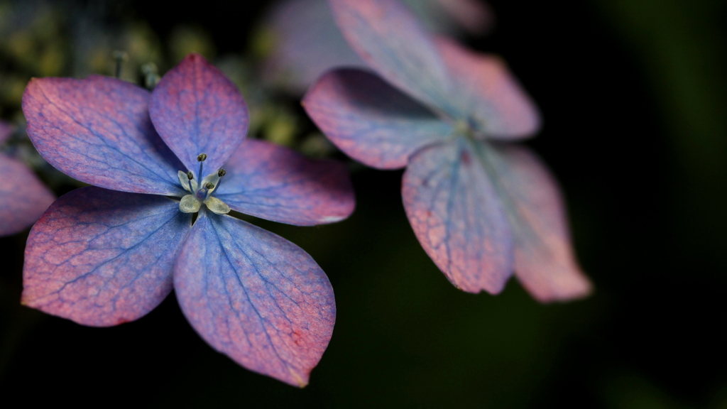 早く逢いたい　紫陽花