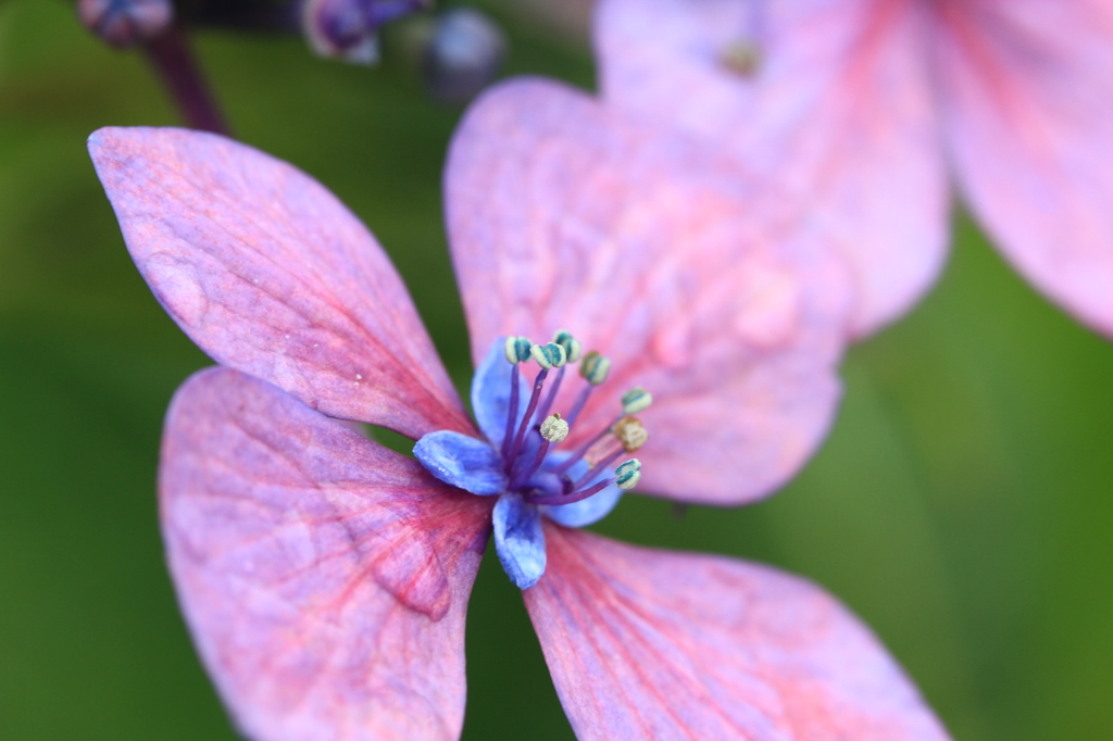 早く来い来い 花の季節